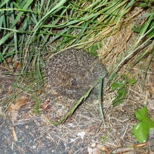 Hedgehog - last resort! - 04Jun10