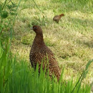 A pheasant and chick - 02Jun10