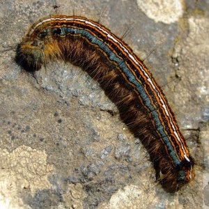 Caterpillar on Treen Cliff - 27May10 - Somebody help!