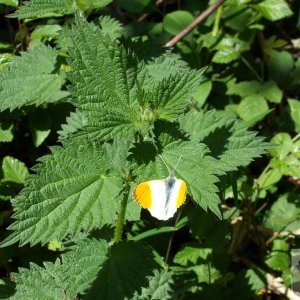 Orange tip butterfliy