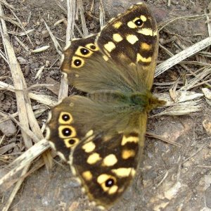 Speckled wood butterfly