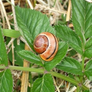 Brown-lipped snail - 28April10