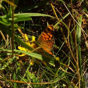 Wall brown butterfly