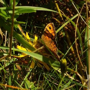 Wall brown butterfly