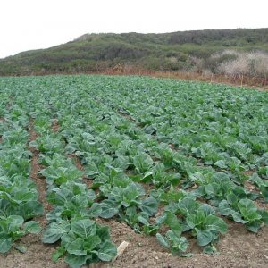 Cultivated cabbages