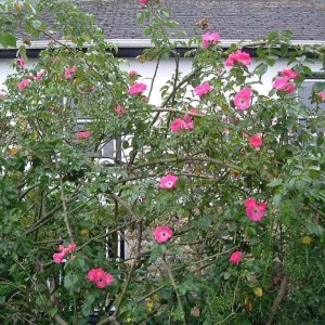 Wild Rose