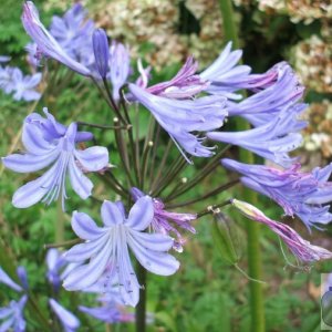Agapanthus (cultivated)