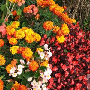 Cultivated flowers adorn a window box at Marazion