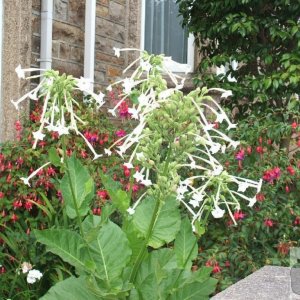 Nicotiana sylvestris or 'Only the lonely'
