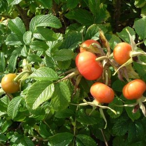 Rosehips