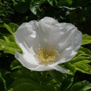 A cultivated 'wild' rose