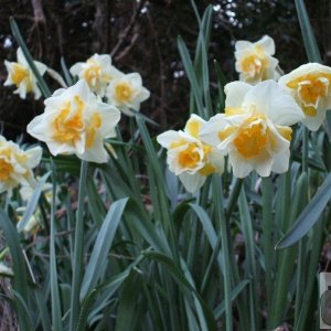 The Daffodil