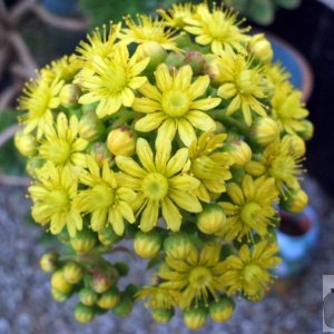 Cultivated form of ragwort?