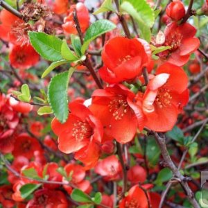 Chaenomeles Japonica?