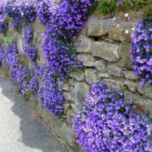 Campanula - St Mary's St., 6th June, 2009