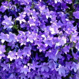 Campanula - St Mary's St., Penzance - 6th June, 2009