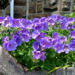 Geranium - Barwis Hill, Penzance - 6th June, 2009