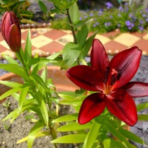 Lily - 6th June, 2009 - Barwis Hill