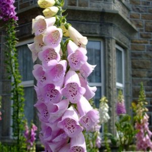 Cultivated 'digitalis' (foxgloves) - 6th June, 2009 - Barwis Tce