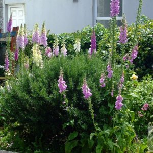 Cultivated 'digitalis' or foxgloves - Barwis Tce - 6th June, 2009