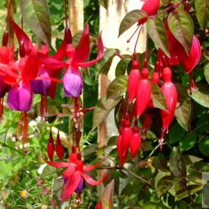 Fuschias - St John's Church area - 6th June, 2009