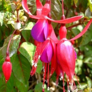 Fuschias - near St John's Church - 6th June, 2009