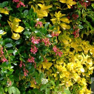 Escalonia and yellow privet - near St John's Church - 6th June, 2009