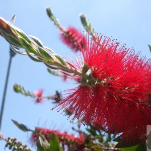 New Zealand Plant (Precise name?) - Penzance, 21Jun10