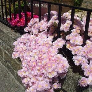 Mesembrianthemum (I think!) - Penzance, 21Jun10