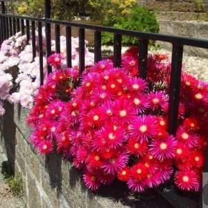 Mesembrianthemum (I think!) - Penzance, 21Jun10