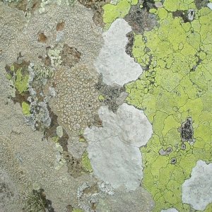 Lichen on a rock at the headland at Perranuthnoe