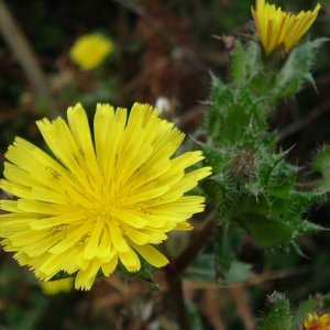 Variety of dandelion/hawkbit/coltsfoot