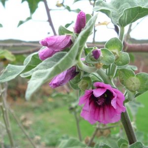 Common Mallow