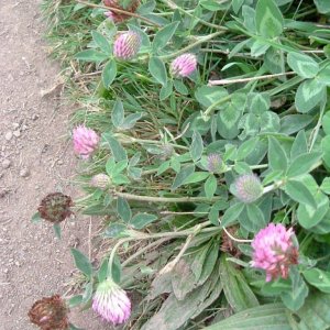 Red clover