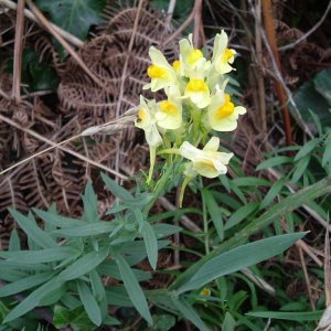 Common toadflax