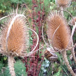 Teasels