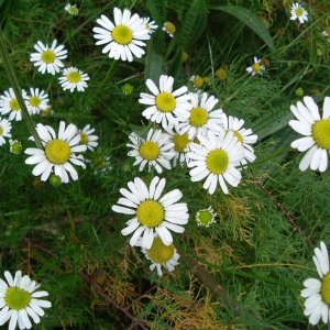 Scentless/sea mayweed