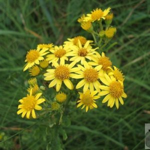 Ragwort