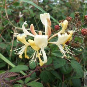 Honeysuckle