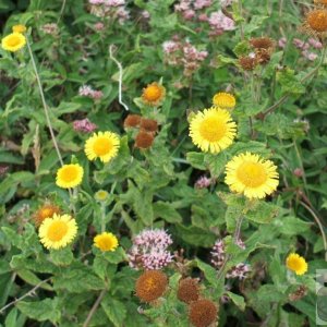 Common fleabane