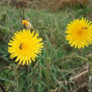 Marsh sow-thistle