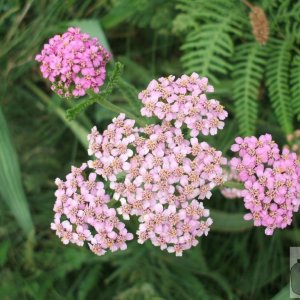 Milfoil yarrow