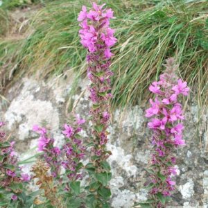 Purple loosestrife