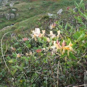 Honeysuckle