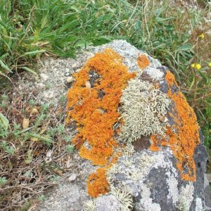 Lichen on a cliffside rock
