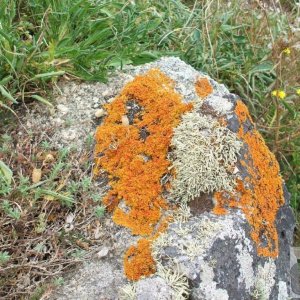 Lichen on a cliffside rock