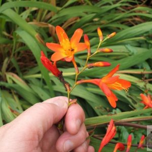 Montbretia