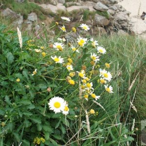 Sea mayweed