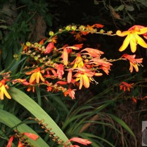 Montbretia