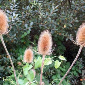 Teasels